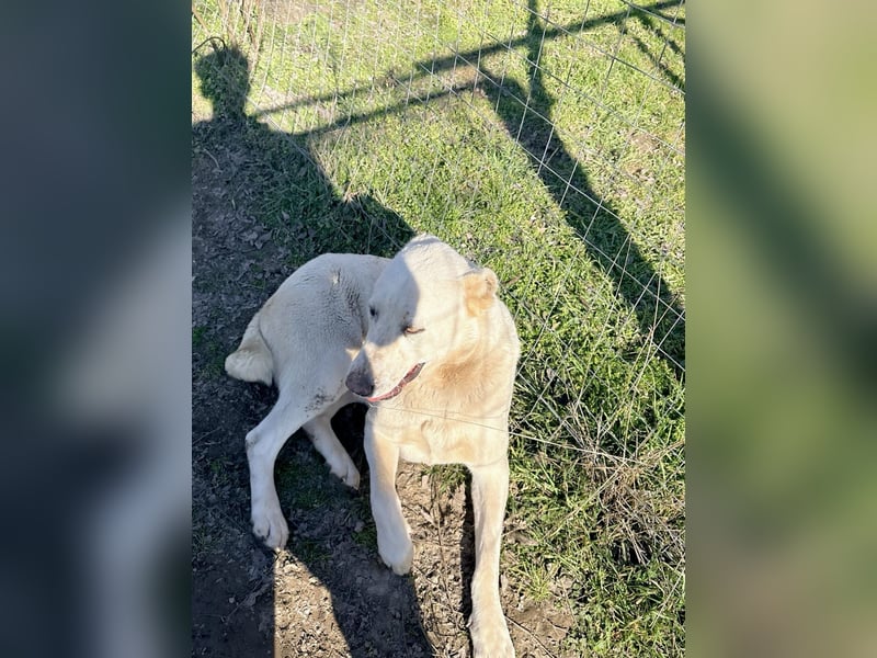 Hera - Sanfte Hündin sucht ihr Zuhause