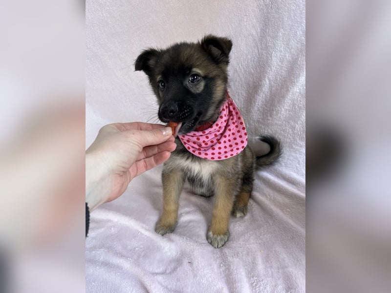 Bibi - mutige Schäferhündin möchte hoch hinaus !