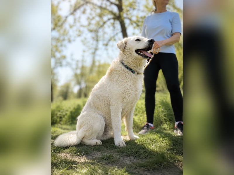 Hattyu - Große Pfoten auf der Suche nach großem Glück!