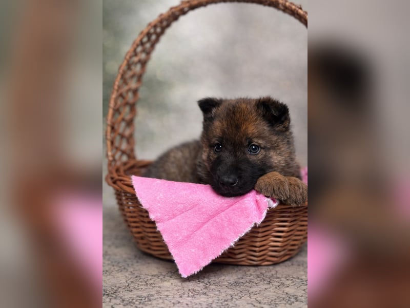 Mulan - tolle aufgeweckte Welpin sucht ihre Familie