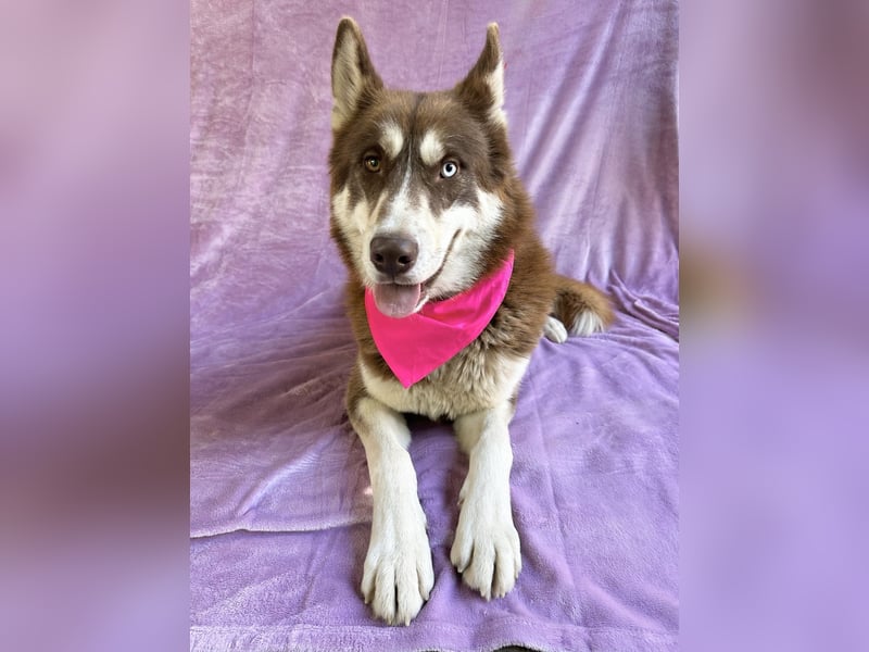 Zahid - Beeindruckender Husky-Mix sucht geduldiges Zuhause *bald in 71711 Murr*