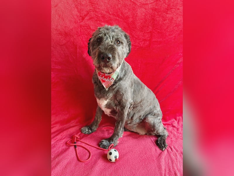 Dahlia - Sanfte Hundedame sucht ein einfühlsames Zuhause!