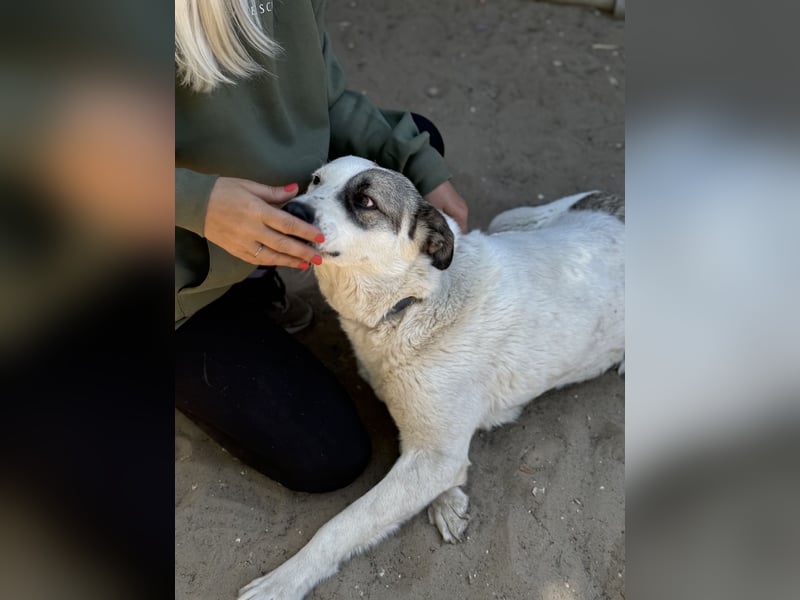 Zela Liebevolle, menschenbezogene Hündin sucht ihr Glück