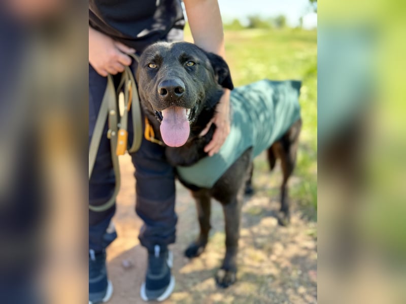 Balu (Ragnar) Großer Kuschelbär sucht seine Menschen