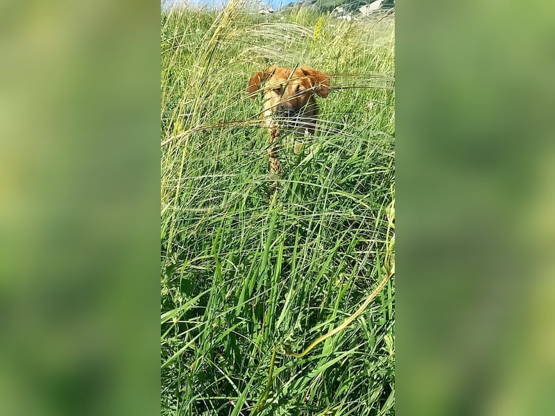 MISCHKO -  EIN LÖWENKÖNIG MIT EINEM SEHR GUTEN HERZEN