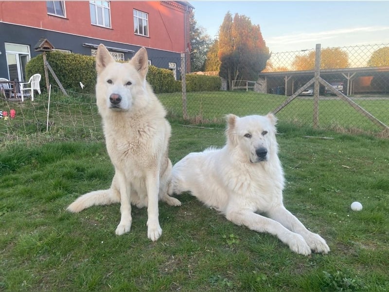 Mischka sucht ein erfahrenes Zuhause