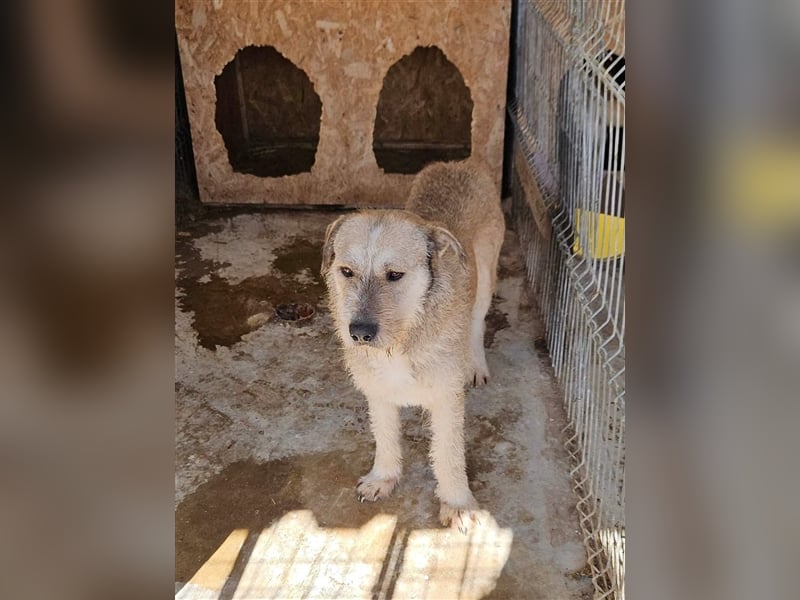 Tommy (1) - lieber großer Hundejunge