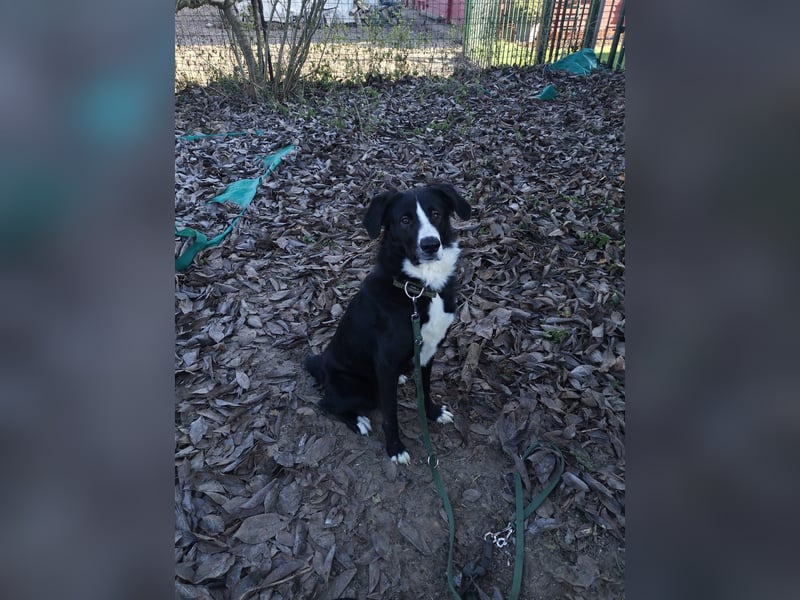 Nicki - Besitzerin erkrankt