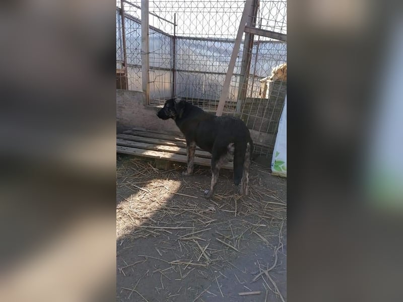 Sara - sollte vergiftet werden Sara - sollte vergiftet werden