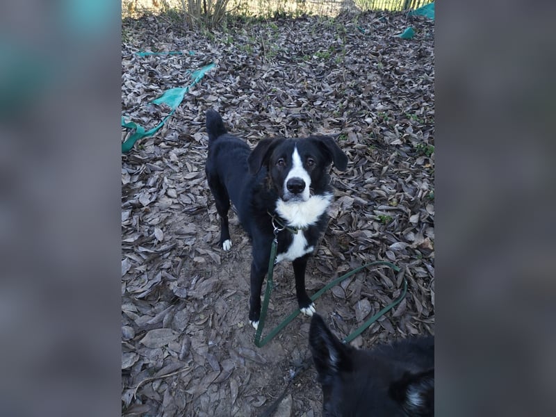 Nicki - Besitzerin erkrankt