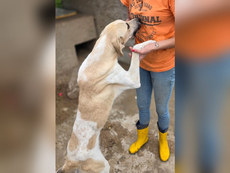 Tobi - sollte erschlagen werden