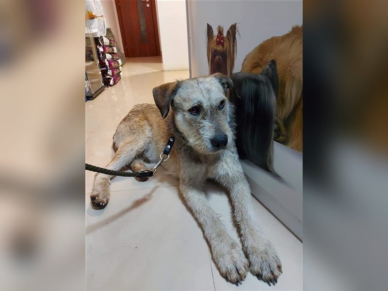 Tommy (1) - lieber großer Hundejunge