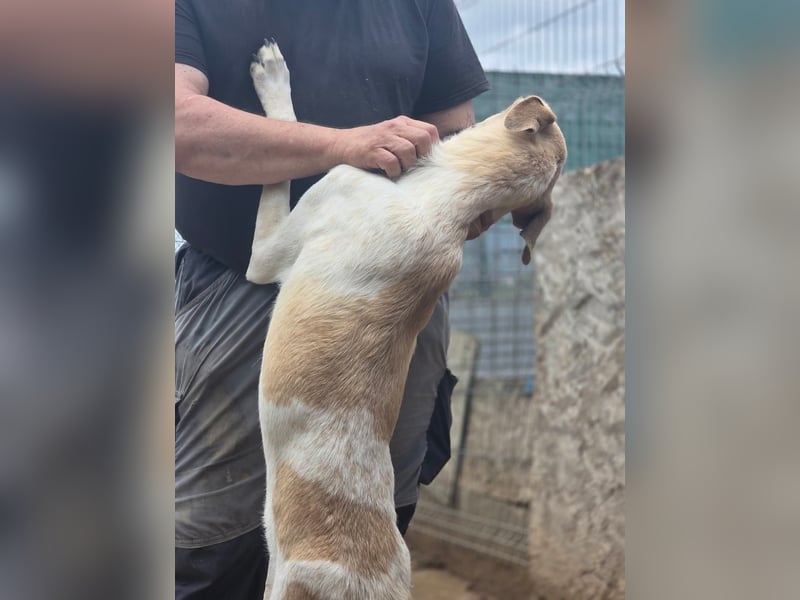 Tobi - sollte erschlagen werden