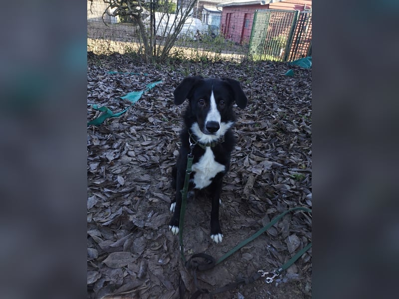 Nicki - Besitzerin erkrankt