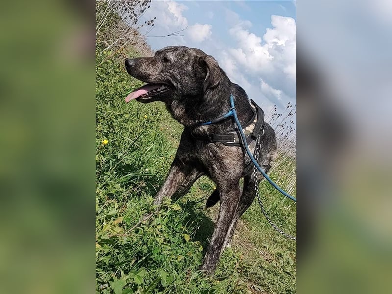 Archie - für Profis