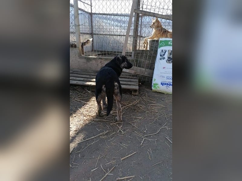 Sara - sollte vergiftet werden Sara - sollte vergiftet werden