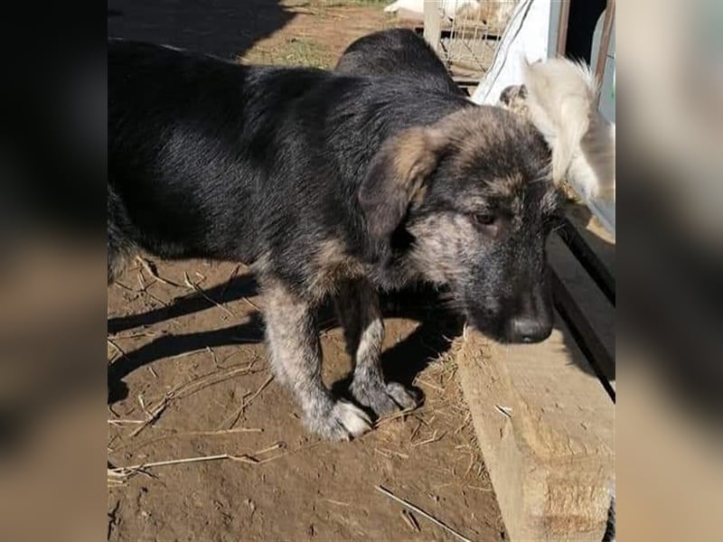 Sara - sollte vergiftet werden Sara - sollte vergiftet werden