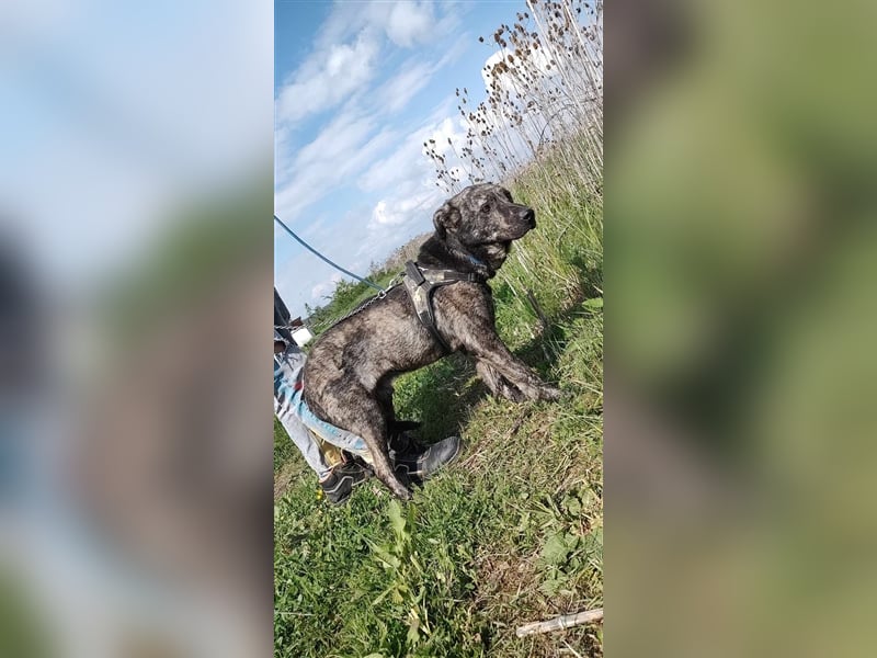 Archie - für Profis