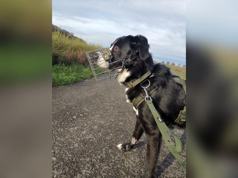 Nicki - Besitzerin erkrankt