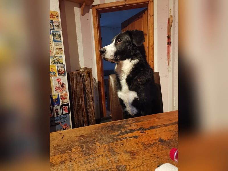 Nicki - Besitzerin erkrankt