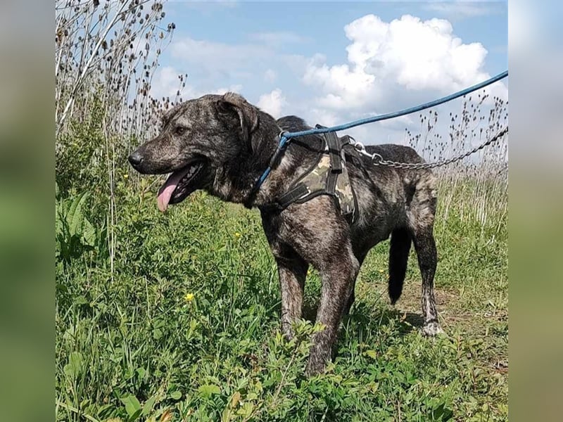 Archie - für Profis