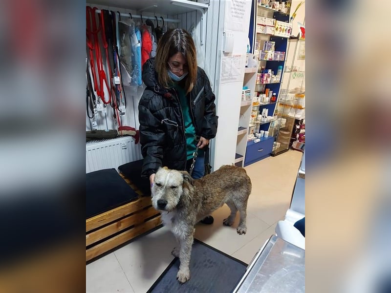 Tommy (1) - lieber großer Hundejunge