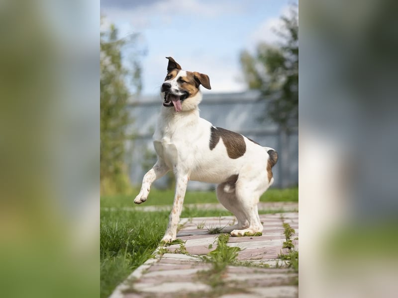 Verspielter Mario sucht aktive Zuhause