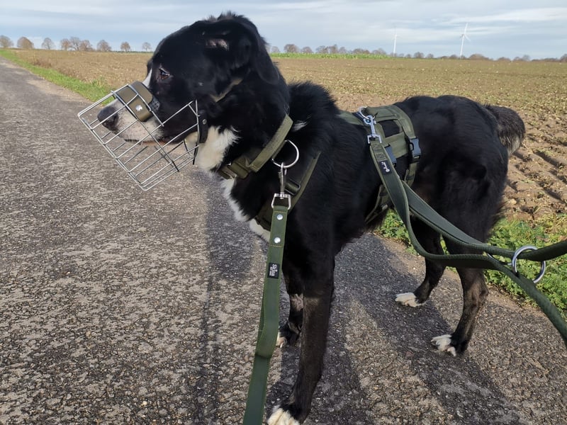 Nicki - Besitzerin erkrankt