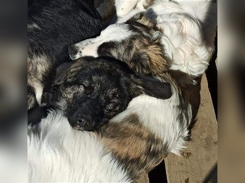 Sara - sollte vergiftet werden Sara - sollte vergiftet werden