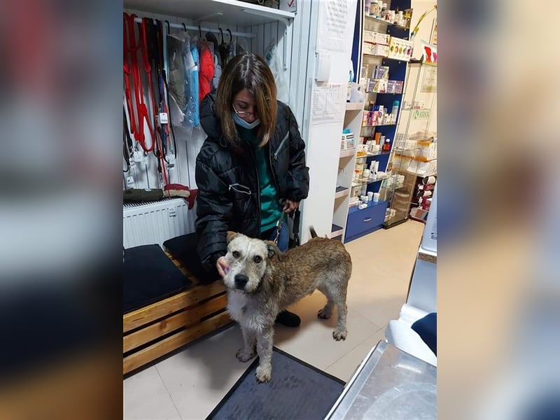 Tommy (1) - lieber großer Hundejunge