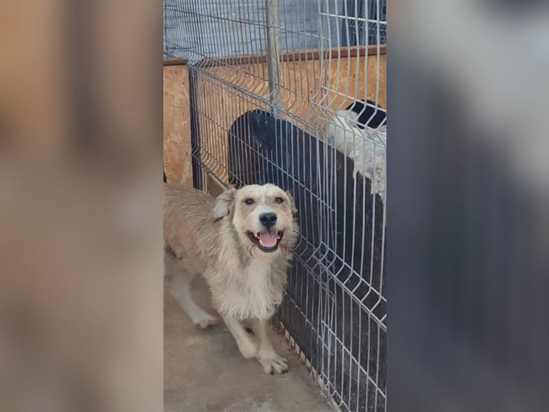 Tommy (1) - lieber großer Hundejunge