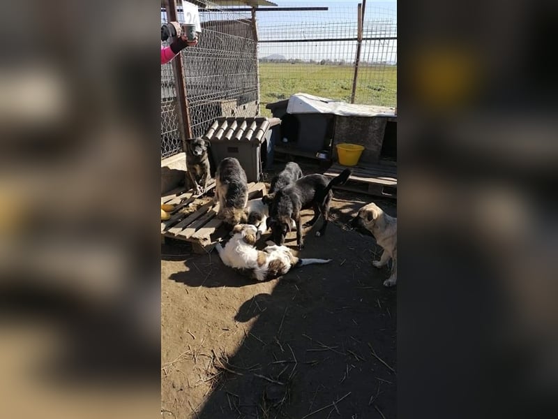 Sara - sollte vergiftet werden Sara - sollte vergiftet werden