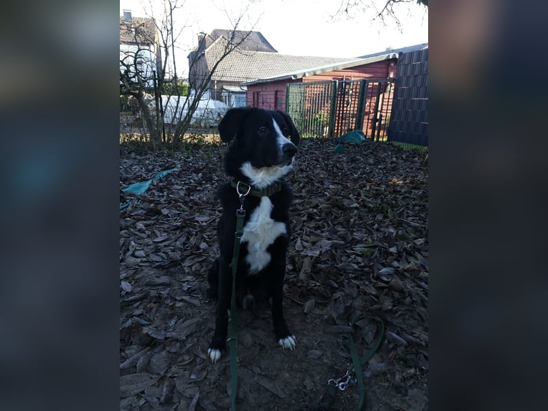 Nicki - Besitzerin erkrankt