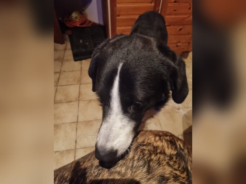 Nicki - Besitzerin erkrankt