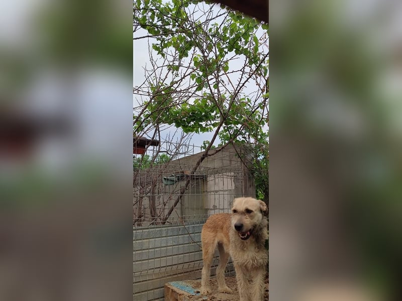 Tommy (1) - lieber großer Hundejunge