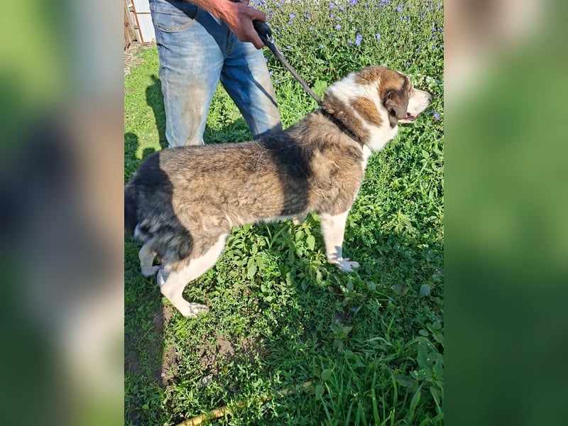 Bonita - möchte Einzelprinzessin sein