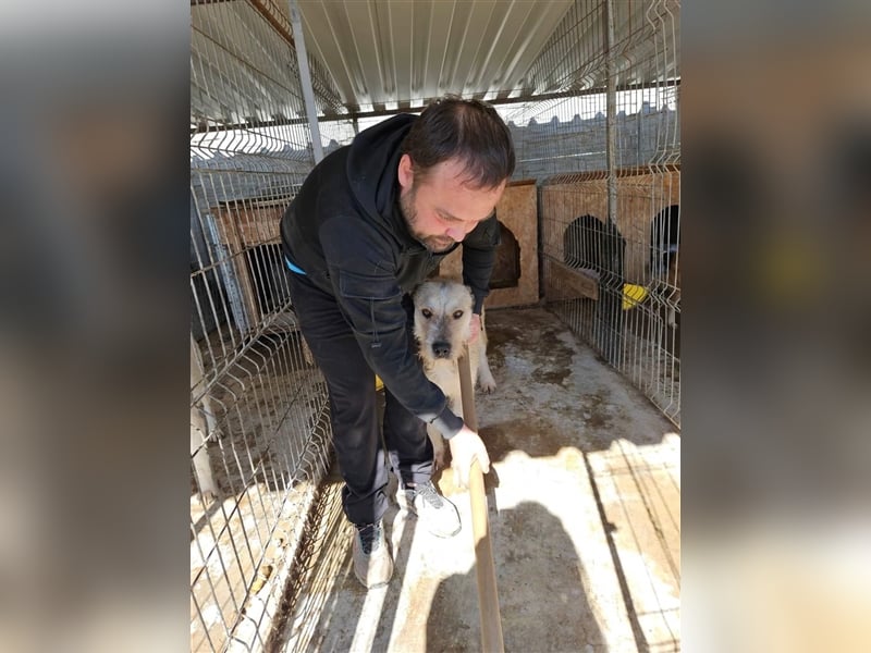 Tommy (1) - lieber großer Hundejunge