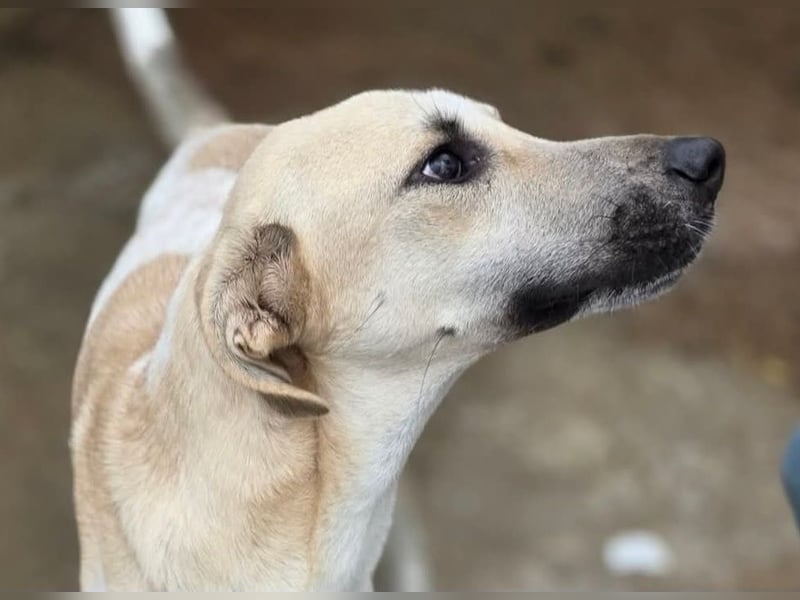 Tobi - sollte erschlagen werden