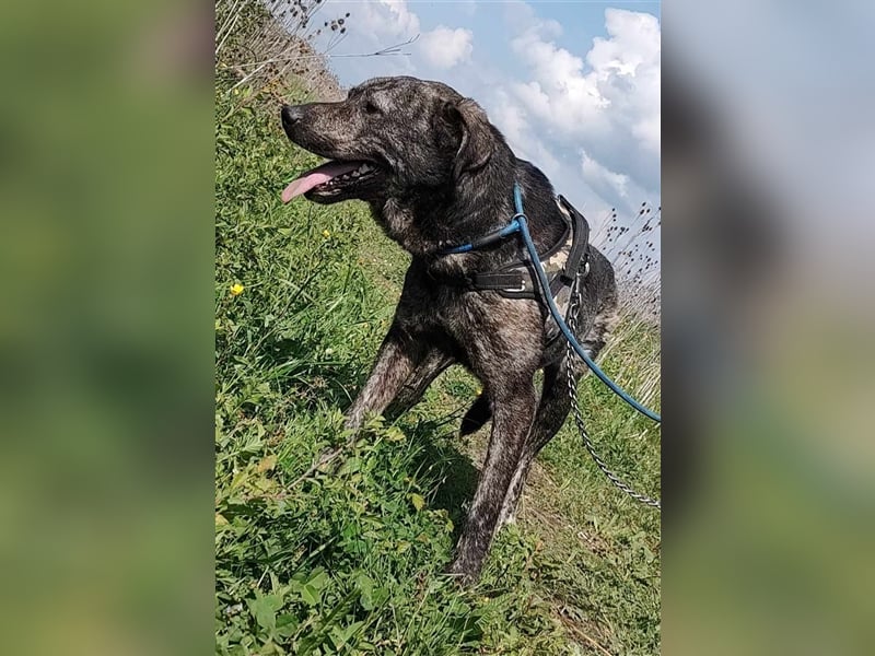 Archie - für Profis