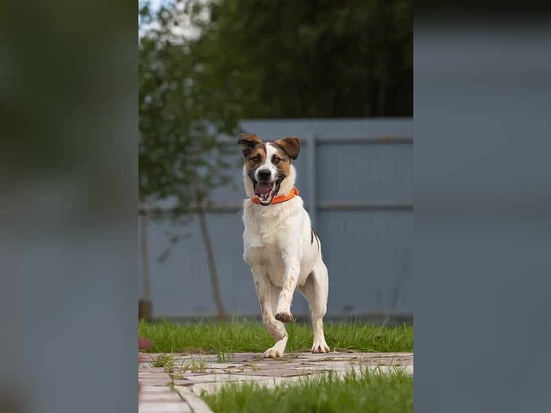Verspielter Mario sucht aktives Zuhause