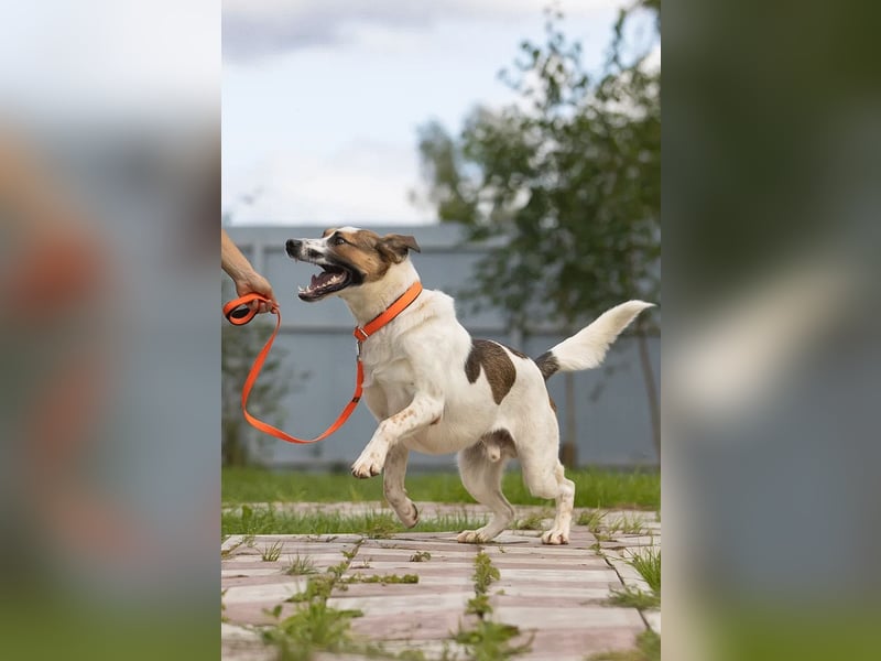 Verspielter Mario sucht aktives Zuhause