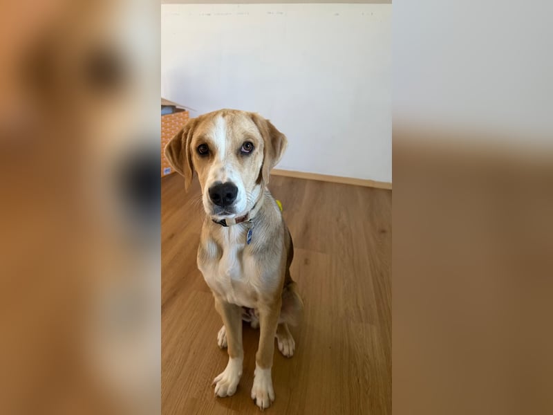 Junghund MICKEY möchte ankommen dürfen