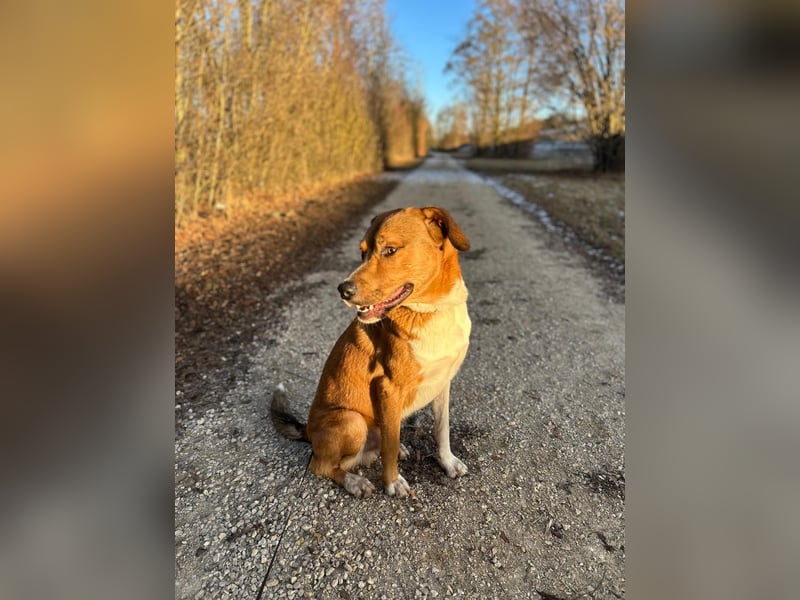 Rüde KIRO sucht sein Zuhause