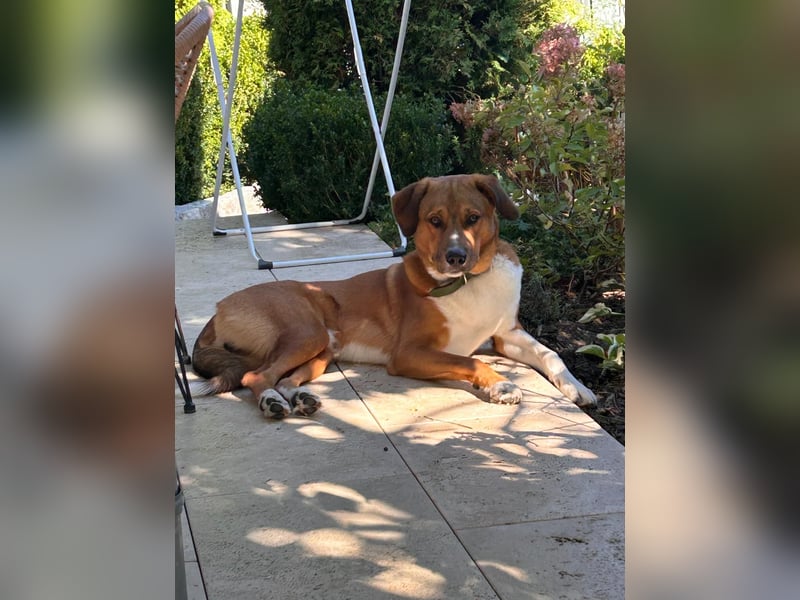 Rüde KIRO sucht sein Zuhause