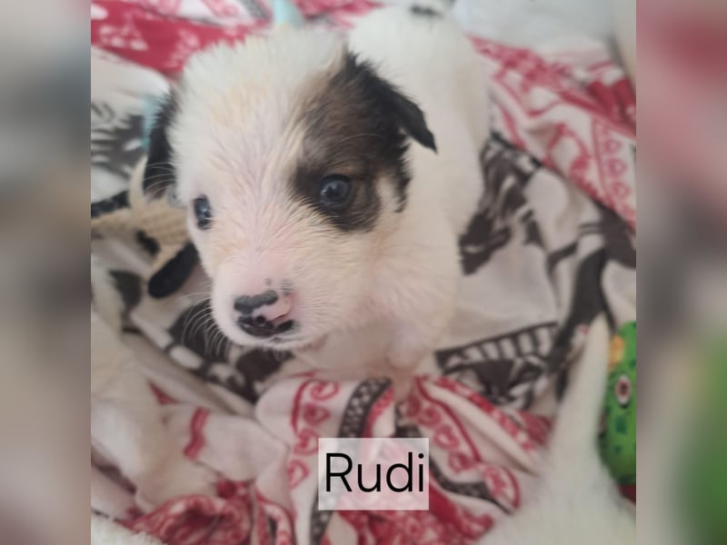 Junghund RUDI - fröhlicher Entdecker, Wasserratte, Kuschelbär