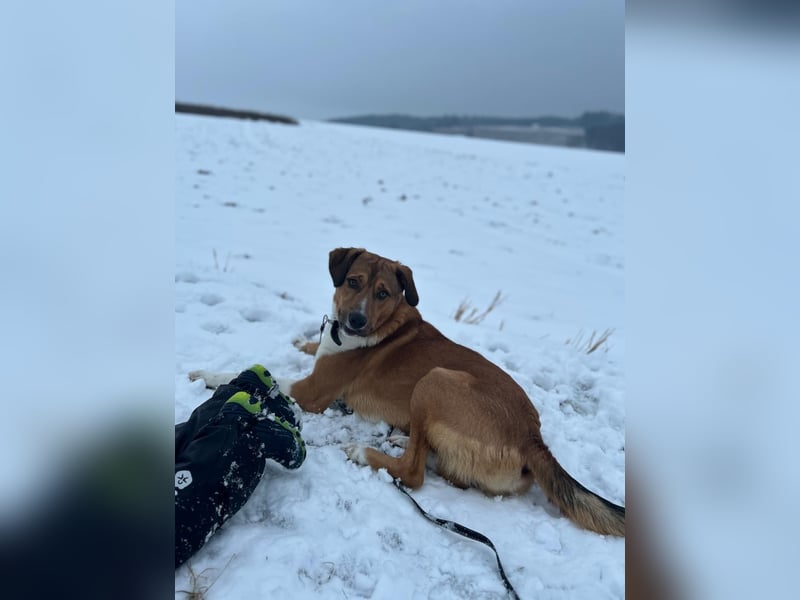 Rüde KIRO sucht sein Zuhause