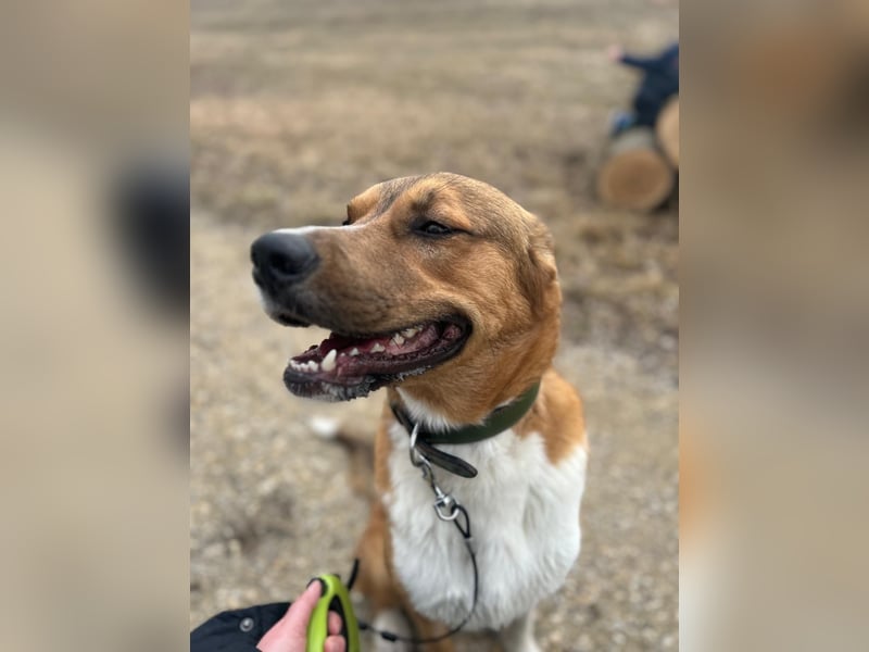 Rüde KIRO sucht sein Zuhause