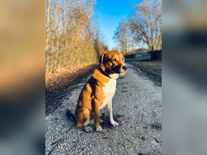 Rüde KIRO sucht sein Zuhause