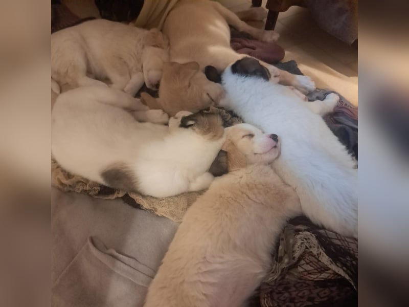 Junghund RUDI - fröhlicher Entdecker, Wasserratte, Kuschelbär