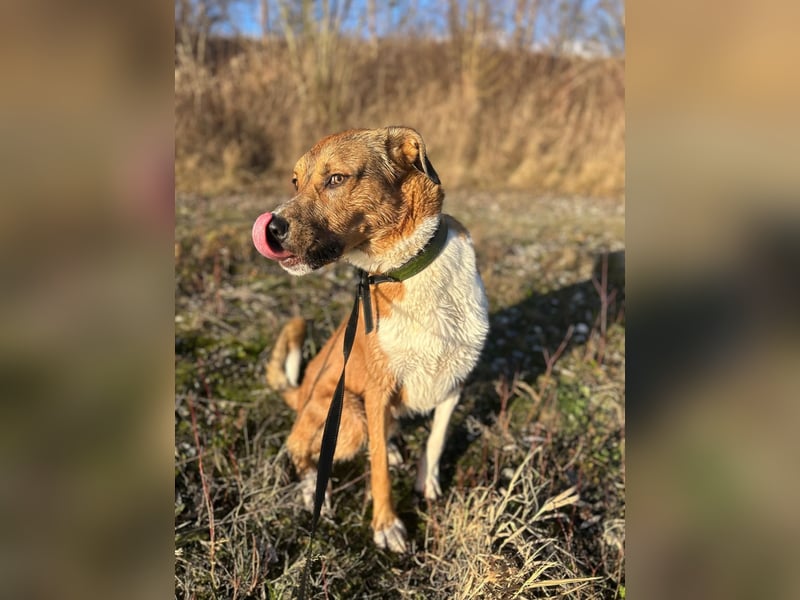 Rüde KIRO sucht sein Zuhause